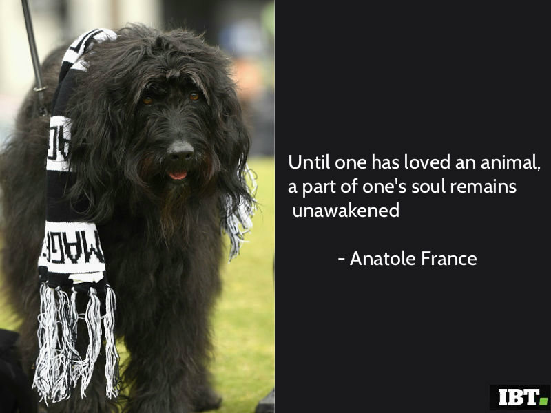 World Animal Day 2017: Best Quotes, SMS, WhatsApp Messages, Status, Greetings and Images to share World Animal Day 2017,World Animal Day,World Animal Day quotes,World Animal Day greetings,World Animal Day posters,World Animal Day pics,World Animal Day images,World Animal Day stills,World Animal Day pictures,World Animal Day sayings