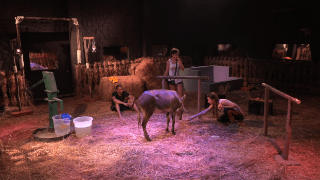 It’s time for the contestants to gear up and earn a chip, as the first luxury task of this season’s Bigg Boss is on the anvil. Adding an element of surprise, Bigg Boss has brought in some new members to the house that are endearing animals. All contestants are in awe of the animals and are looking forward to win their first luxury task. First contestants to experience the task are Zubair Khan and Shivani Durga. The two have to team up together and transfer catfish from one tank to the other. Slippery, jumpy, and thrusting in water the catfish are sure to give Zubair a hard time!