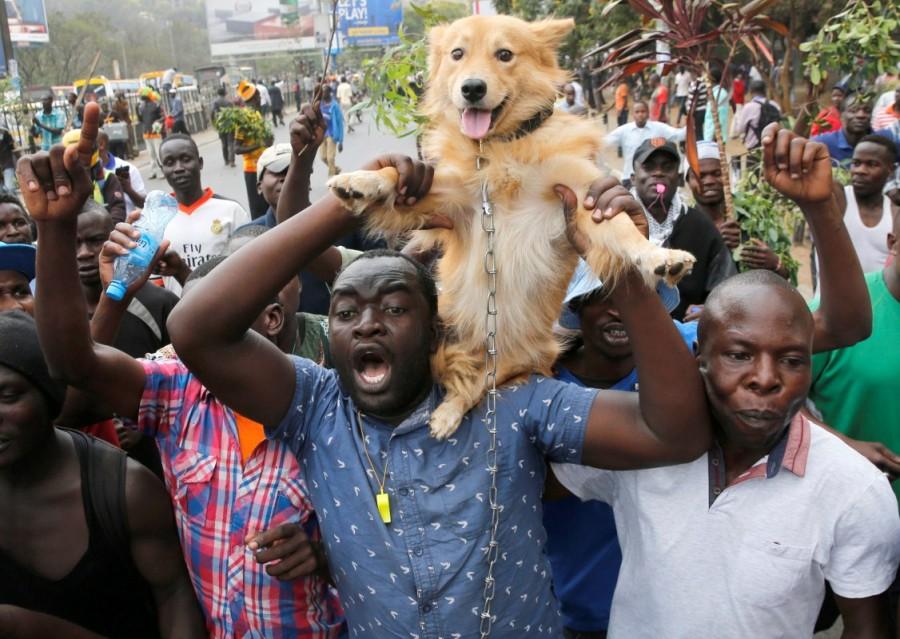 Supporters of Kenyan opposition National Super Alliance (NASA) coalition, hold up a dog during a demonstration in Nairobi. Kenya,Kenya election,kenya election 2017,Kenya election canceled,Police clash