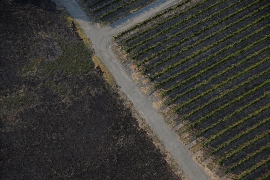 A field charred by the Tubbs Fire next to an undamaged vineyard in Santa Rosa. California wildfire,California wildfire from above,California wildfire aftermath,Tubbs Fire,Aerial views of California wildfire