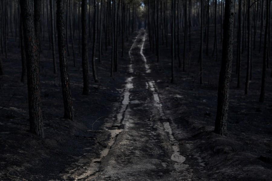 Trees are seen after a forest fire near Marinha Grande, Portugal, October 17, 2017. Deadly wildfires,Deadly wildfires in Portugal,Deadly wildfires in Spain,Hurricane Ophelia