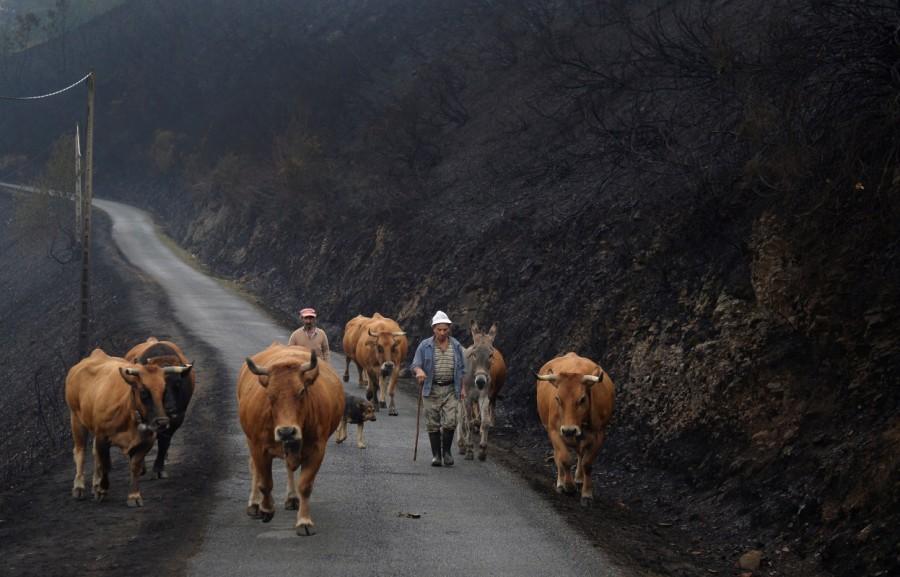 Farmers walk their livestock on a mountain road past vegetation burnt by forest fire in San Martin de Cereixedo, Cervantes, Galicia, northern Spain October 17, 2017. Deadly wildfires,Deadly wildfires in Portugal,Deadly wildfires in Spain,Hurricane Ophelia