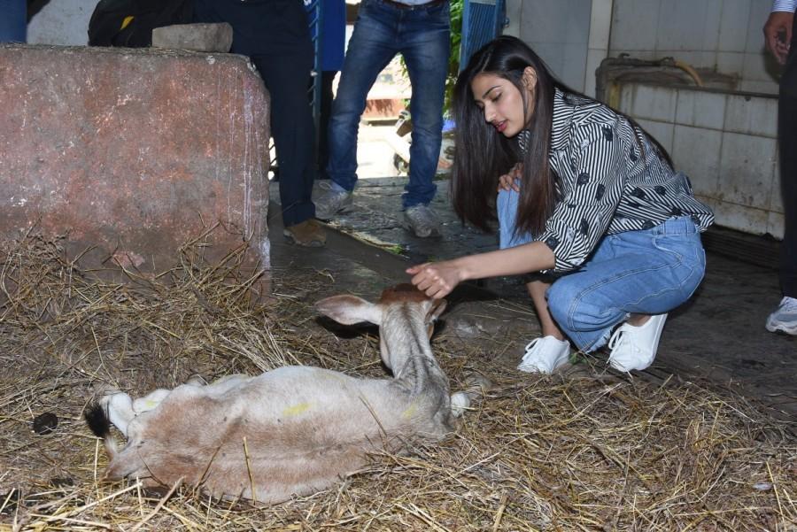 Actress Athiya Shetty visits The Bombay Society for the Prevention of Cruelty to Animals in Mumbai. Athiya Shetty,actress Athiya Shetty,The Bombay Society for the Prevention of Cruelty to Animals,Cruelty to Animals