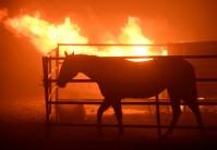 A horse which was left behind after an early-morning Creek Fire that broke out in the Kagel Canyon area in the San Fernando Valley north of Los Angeles, is seen in Sylmar, California, U.S., December 5, 2017.