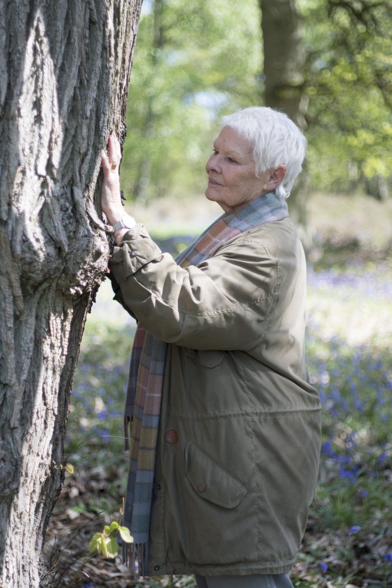 In the one-hour special, "Judi Dench, My Passion For Trees", she told filmmakers how she had planted trees in memory of actors Ian Richardson and Natasha Richardson, as well as her late husband Michael Williams, who died in 2001. "Ever since I was a little girl, I have been interested in trees. I've even turned my six acre garden into a secret woodland, and I see my trees as my extended family. My life now is just trees. Trees and champagne," Dench said. Judi Dench,actress Judi Dench,secret woodland,Judi Dench plants trees