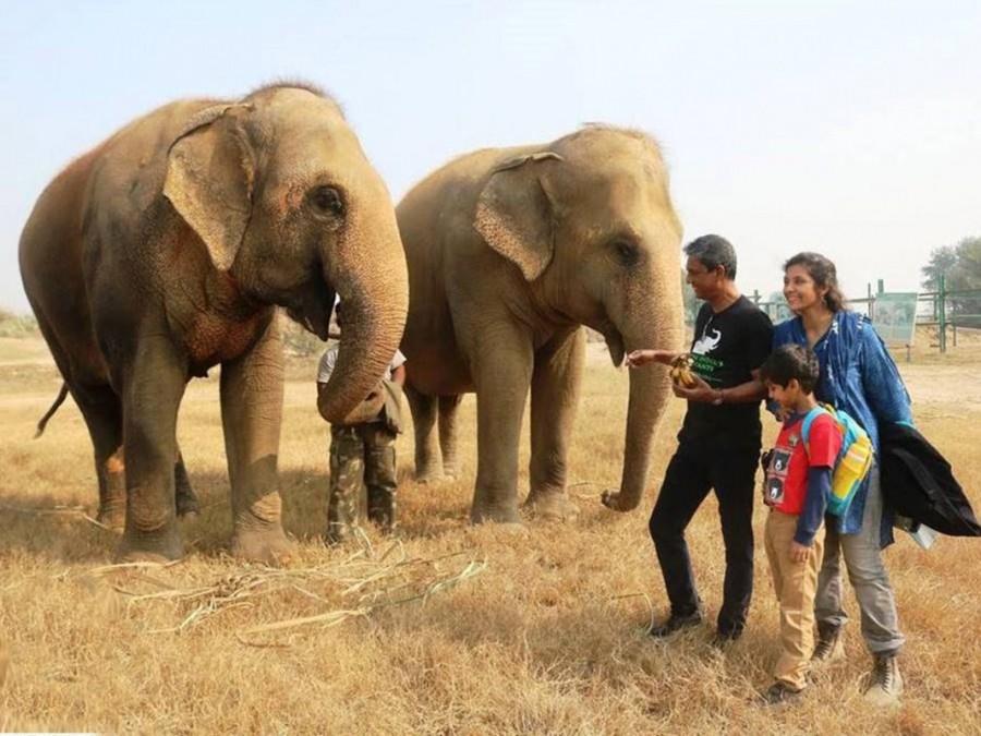 Adil Hussain, the lead actor of the acclaimed "Life of Pi", on Sunday visited the Wildlife SOS Elephant Conservation and Care Centre here and spent time with the animals. He extended his support to the centre's activities. An avid animal lover, Adil spent quality time with the rescued elephants at the facility, feeding them fresh fruits and also assisted the staff in giving 'Phoolkali' a bath. This was followed by an interactive session with the elephant veterinarians and elephant care staff who told him about torturous procedures used in training elephants to use them for tourist rides, temple processions etc. He also visited rehabilitated sloth bears that were once a part of the 'dancing bear' trade, at the Agra Bear Rescue Facility run by Wildlife SOS. Adil Hussain,actor Adil Hussain,Life of Pi,Wildlife SOS Elephant Conservation