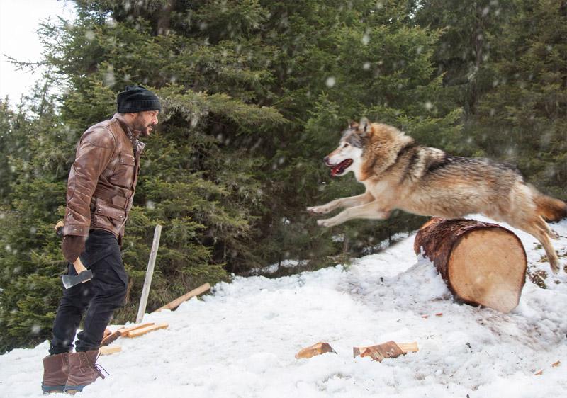Superstar Salman Khan will be seen battling a pack of wolves in "Tiger Zinda Hai". Director Ali Abbas Zafar says that it is a very dramatic sequence in the forthcoming film. "Tiger's encounter with a pack of wolves marks one of the most important chapters in the film. The idea was to do something, which has never been seen on the Indian screen, and give Tiger's character an edge. This is a very dramatic chase and action sequence that Tiger has with a pack of real wolves," Zafar said in a statement. The scene with the wolves has been shot in the snow-capped forests of Austria. The international action crew took all precautionary measures to ensure that the wolves were well taken care of and that security measures were on point. Salman Khan,Salman Khan battles wolves,Tiger Zinda Hai,salman khan tiger zinda hai,Ali Abbas Zafar