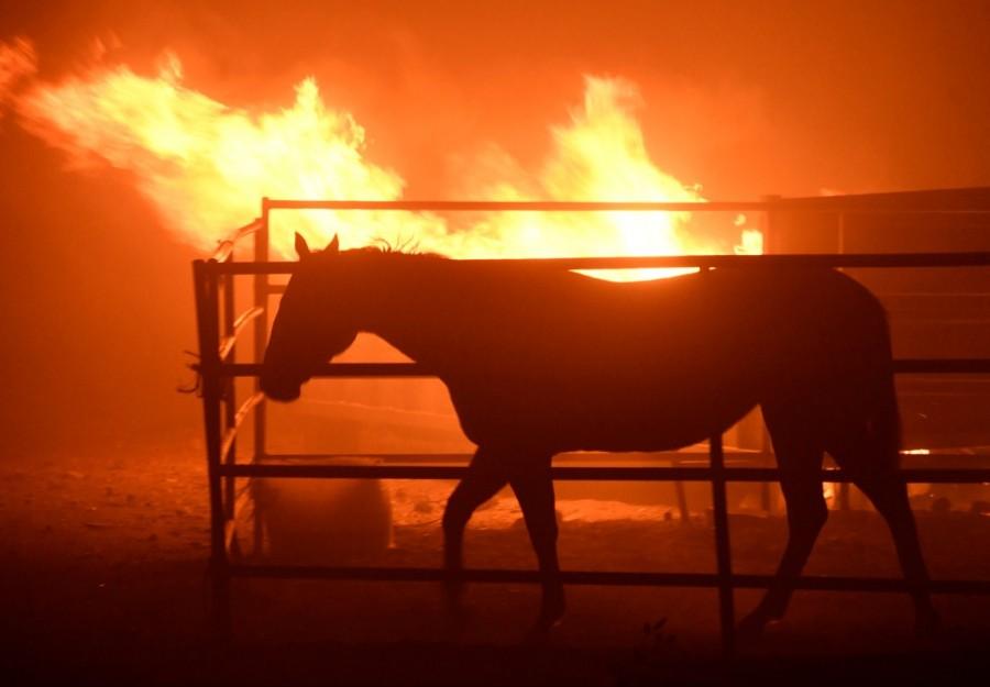 A horse which was left behind after an early-morning Creek Fire that broke out in the Kagel Canyon area in the San Fernando Valley north of Los Angeles, is seen in Sylmar, California, U.S., December 5, 2017. Southern California wildfire,California wildfire,Los Angeles,wildfire,Thousands flee California wildfires