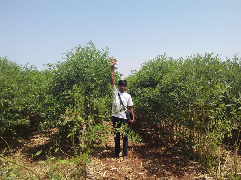 Standing Tall amidst Bumper Crop. Mahaboob Basha,chillies,small farmers,big profits,Kurnool