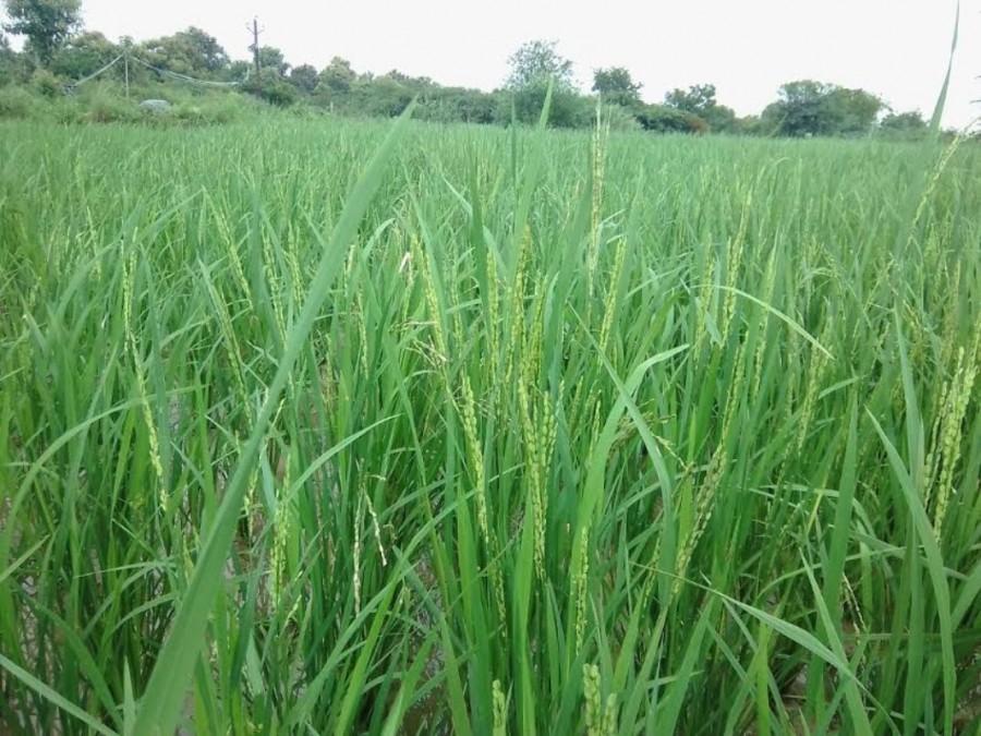 Paddy. Mahaboob Basha,chillies,small farmers,big profits,Kurnool