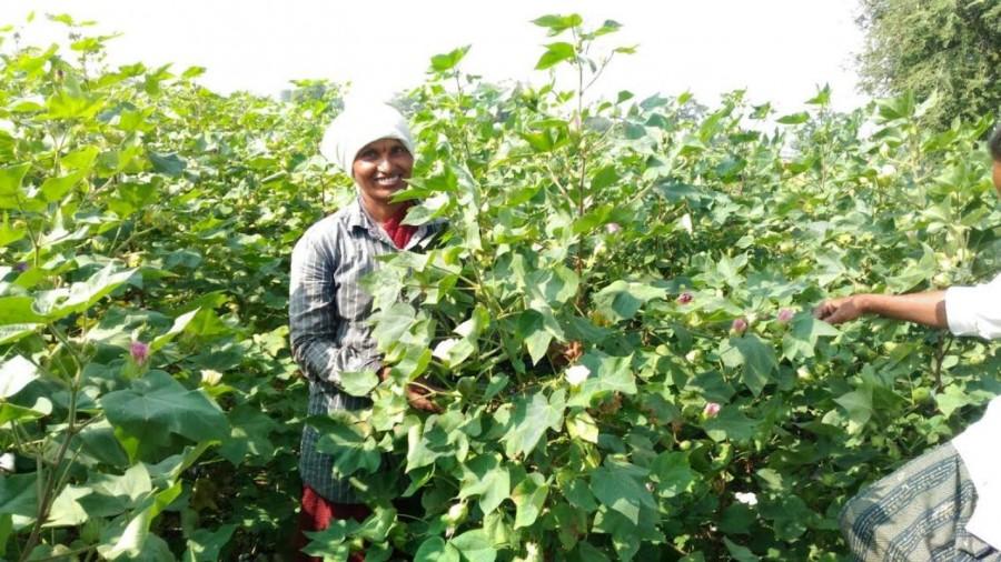 Happy Farmer in Kurnool. Mahaboob Basha,chillies,small farmers,big profits,Kurnool