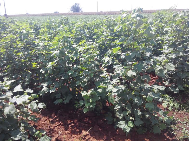 Green Gram. Mahaboob Basha,chillies,small farmers,big profits,Kurnool