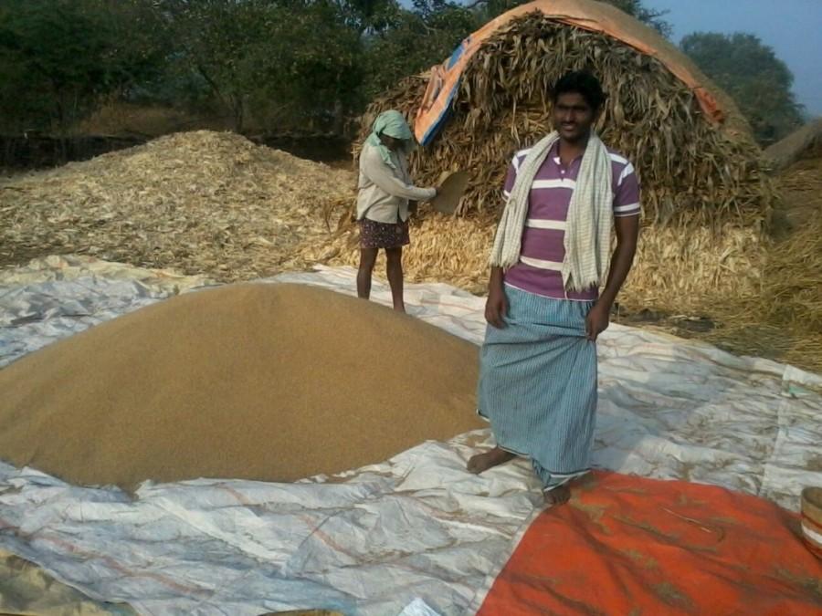 After harvesting Sanjeevareddi farm. Mahaboob Basha,chillies,small farmers,big profits,Kurnool