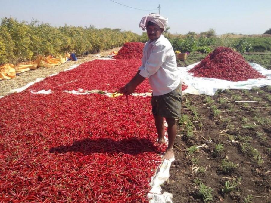 Abundant Red Chiilies Production. Mahaboob Basha,chillies,small farmers,big profits,Kurnool
