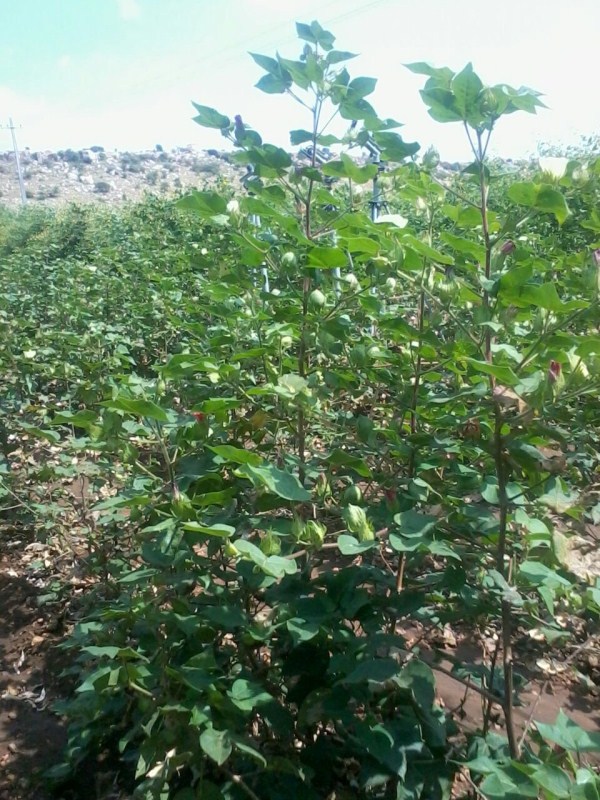 5 ft height cotton in Sanjeeva Reddy farm. Mahaboob Basha,chillies,small farmers,big profits,Kurnool