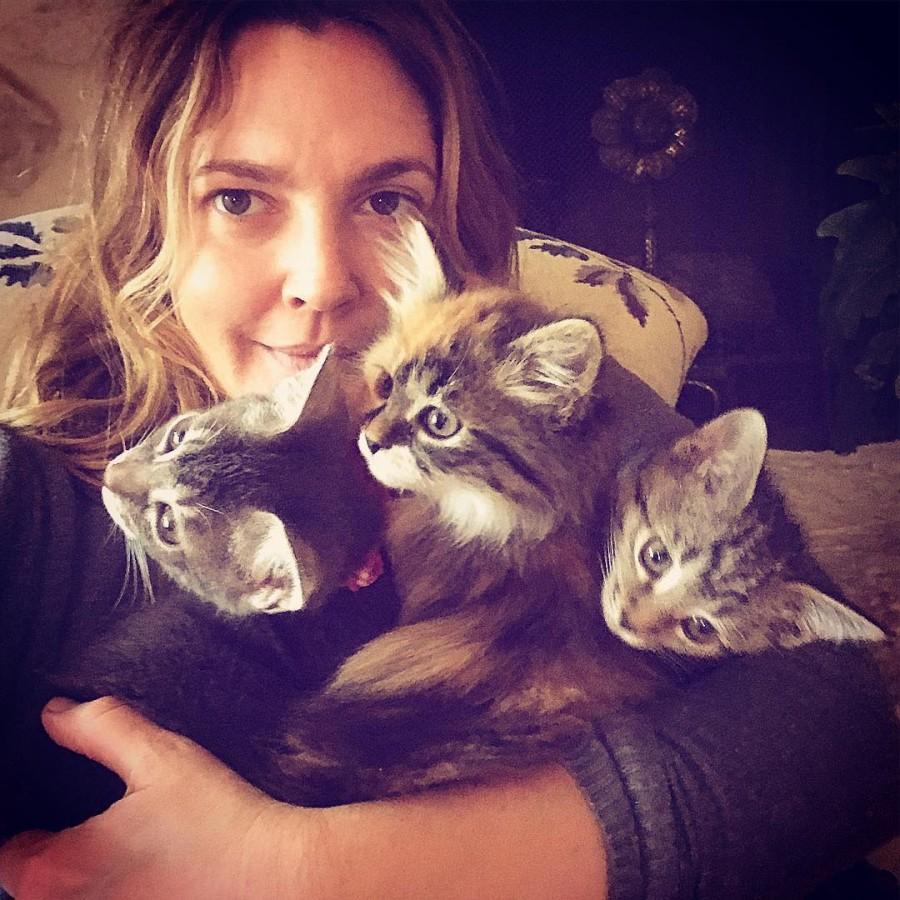 The actress, 42, shared a photo of her kittens on her Instagram account on Wednesday, saying she had not expected her family to grow so large, reports people.com. "If you can believe, my daughters and I went to rescue a cat and came home with three kittens in need," she wrote in the caption. The kittens are all female. She has one for herself and for each of her two daughters, 5-year-old Olive and 3-year-old Frankie. They are named Fern, Lucky and Peach. Drew Barrymore,actress Drew Barrymore,Drew Blythe Barrymore,actress Drew Blythe Barrymore,Drew Barrymore with kittens,hot Drew Barrymore,Drew Barrymore Instagram,Drew Barrymore new pics,Drew Barrymorenew images