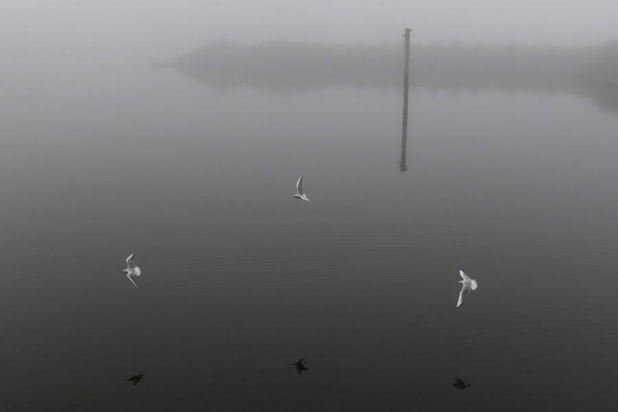 Seabirds fly through heavy fog at the Titanic docks in Belfast, Northern Ireland, January 10, 2018. Northern Ireland,Ireland,fog,Ireland hidden in fog