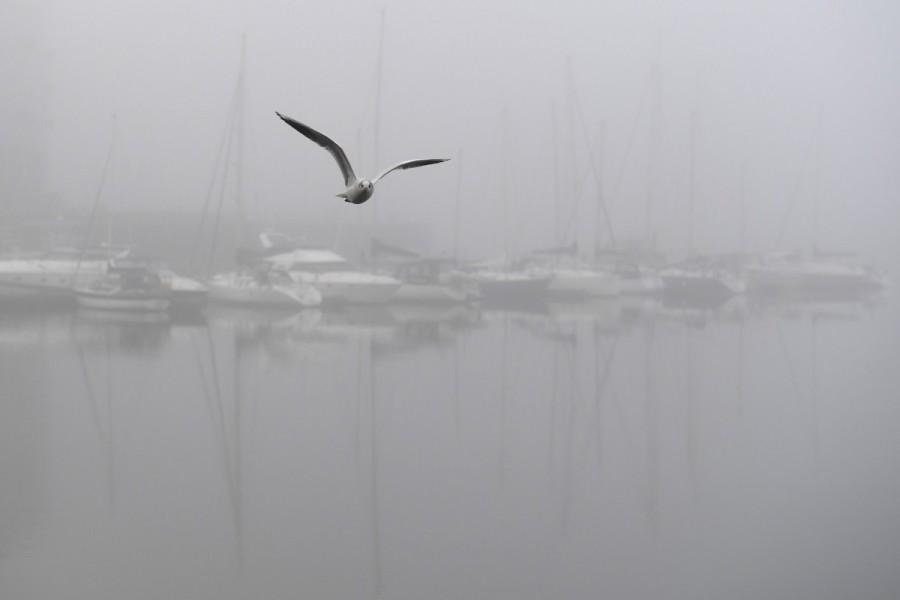 A seagull flies past boats moored at the Titanic quarter in heavy fog in Belfast, Northern Ireland, January 10, 2018. Northern Ireland,Ireland,fog,Ireland hidden in fog