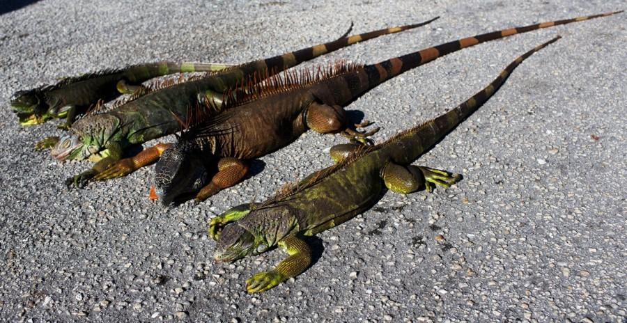 Cold-stunned iguanas are seen following extreme cold weather in Lake Worth. Florida wildlife,Florida,Florida wildlife zoo,cold temperatures