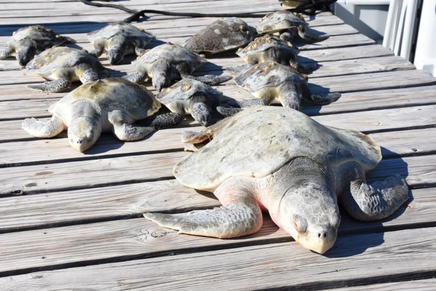 A group of cold-stunned turtles after being rescued following extreme cold weather on St. Joseph Peninsula, Florida. Florida wildlife,Florida,Florida wildlife zoo,cold temperatures