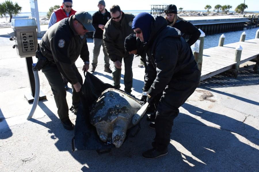 A cold-stunned turtle is rescued following extreme cold weather. Florida wildlife,Florida,Florida wildlife zoo,cold temperatures