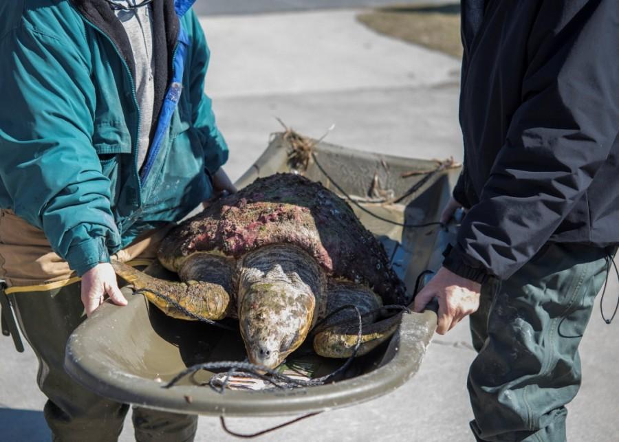 A cold stunned turtle after being rescued following extreme cold weather on St. Joseph Peninsula. Florida wildlife,Florida,Florida wildlife zoo,cold temperatures