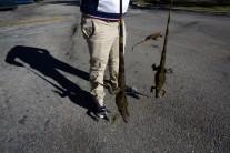 A man carries two cold stunned iguanas that were found near a local pond due to the extreme cold weather in Lake Worth, Florida.