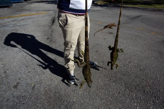 A man carries two cold stunned iguanas that were found near a local pond due to the extreme cold weather in Lake Worth, Florida.