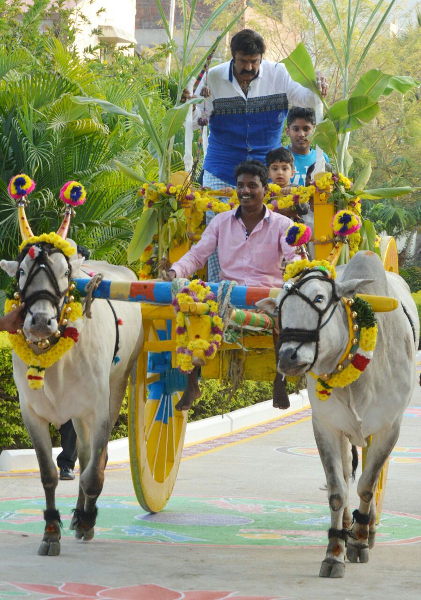 Nandamuri Balakrishna,Balakrishna,actor Nandamuri Balakrishna,Balakrishna celebrates Sankranthi,Sankranthi
