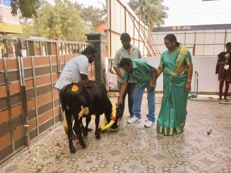DMDK leader Vijayakanth celebrates Mattu Pongal.