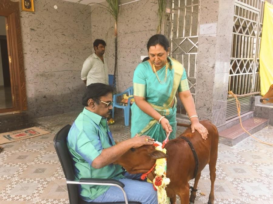 DMDK leader Vijayakanth celebrated Mattu Pongal with his cattle Arthanari, Meenakshi and Akshya. Vijayakanth,Captain Vijayakanth,Vijayakanth celebrates Mattu Pongal,Vijayakanth Mattu Pongal celebration,Vijayakanth Mattu Pongal celebration pics,Vijayakanth Mattu Pongal celebration images,Vijayakanth Mattu Pongal celebration stills,Vijayakanth Mattu Po