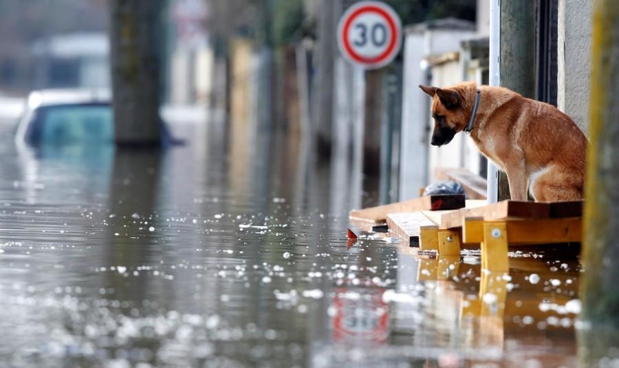 A dog is seen at the entrance of a house in the flooded residential area of Villeneuve-Saint-Georges, near Paris. Paris under water,Paris flooded,Seine bursts,Paris flooded after heavy rain,Paris heavy rain,heavy rain in Paris