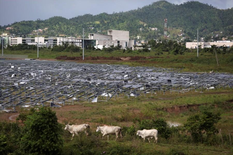 Cattle walk past solar panels destroyed during Hurricane Maria. Hurricane Maria,Hurricane Maria Puerto Rico,Puerto Rico struggles,Puerto Rico,Puerto Rico electricity,Puerto Rico Hurricane Maria irma,Puerto Rico food and water