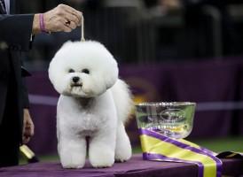 Westminster Dog show 2018,Westminster Dog show,Cutest dogs,Cute dogs,Cute dogs pics,Cute dogs images,Cute dogs stills,Cute dogs pictures
