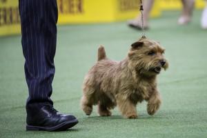 Westminster Dog show 2018,Westminster Dog show,Cutest dogs,Cute dogs,Cute dogs pics,Cute dogs images,Cute dogs stills,Cute dogs pictures