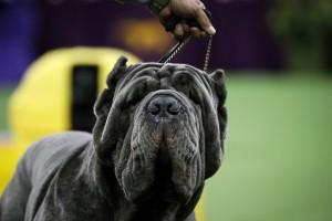 Westminster Dog show 2018,Westminster Dog show,Cutest dogs,Cute dogs,Cute dogs pics,Cute dogs images,Cute dogs stills,Cute dogs pictures