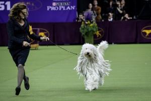 Westminster Dog show 2018,Westminster Dog show,Cutest dogs,Cute dogs,Cute dogs pics,Cute dogs images,Cute dogs stills,Cute dogs pictures