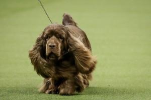 Westminster Dog show 2018,Westminster Dog show,Cutest dogs,Cute dogs,Cute dogs pics,Cute dogs images,Cute dogs stills,Cute dogs pictures