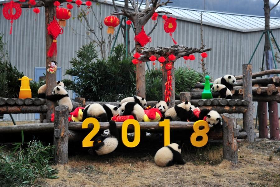 Giant panda cubs play with decorations during an event to celebrate Chinese Lunar New Year of Dog, at Shenshuping Panda Base in Wolong, Sichuan province, China. Chinese New Year 2018,Chinese New Year 2018 animal,Chinese New Year 2018 year of dog,Chinese New Year,Chinese New Year 2018 celebrations,Chinese New Year 2018 pics,Chinese New Year 2018 images