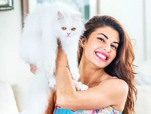 Bollywood actress Jacqueline Fernandez is known to share insights from her life on social media regularly. On the occasion of Holi, Jacqueline shared a unique post with a thought-provoking message. Jacqueline Fernandez,Jacqueline Fernandez with cat,actress Jacqueline Fernandez,Jacqueline Fernandez pics,Jacqueline Fernandez images,Jacqueline Fernandez poster,Jacqueline Fernandez wallpaper