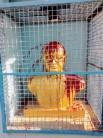 Red paint was found splashed across the Ambedkar statue in Tamil Nadu's Thiruvotriyur.