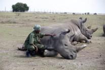A warden watches over Najin and her daughter Patu, the last two northern white rhino females, in their enclosure at the Ol Pejeta Conservancy in Laikipia National Park, Kenya, March 7, 2018.