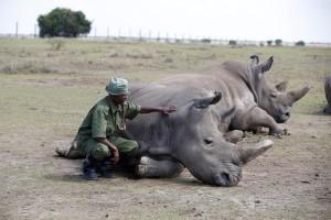 Male northern white rhino,last living male northern white rhino,male white rhino,white rhino,Sudan,Sudan white rhino,Kenya Sanctuary