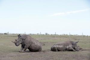Male northern white rhino,last living male northern white rhino,male white rhino,white rhino,Sudan,Sudan white rhino,Kenya Sanctuary