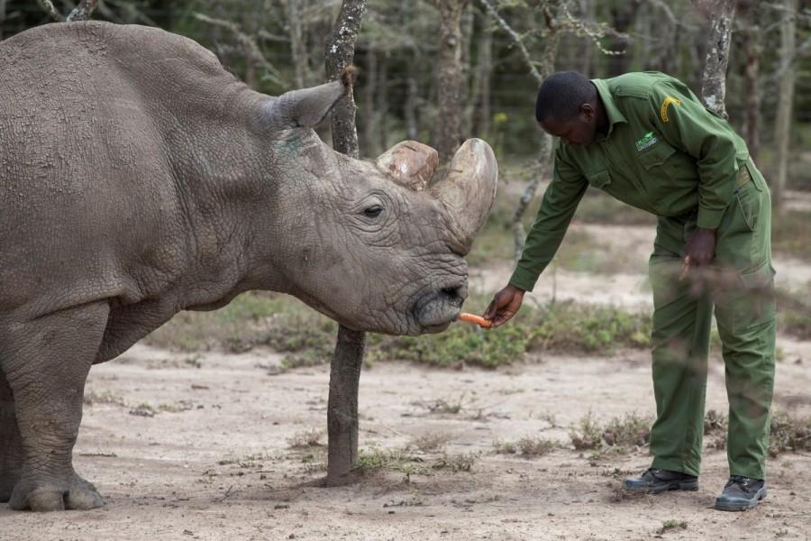 Last male northern white rhino Sudan's health improves slightly in ...