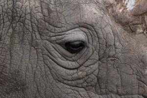 Male northern white rhino,last living male northern white rhino,male white rhino,white rhino,Sudan,Sudan white rhino,Kenya Sanctuary