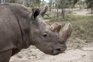 Male northern white rhino,last living male northern white rhino,male white rhino,white rhino,Sudan,Sudan white rhino,Kenya Sanctuary