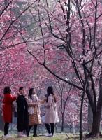 Colorful spring,Spring in blossom,Spring blossom,Spring blossom  pics,Spring blossom around world,springtime