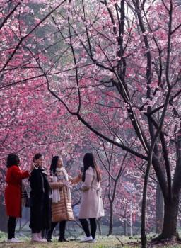 Visitors are seen under blooming cherry blossoms at the East Lake Cherry Blossom Park in Wuhan, Hubei province, China March 9, 2018