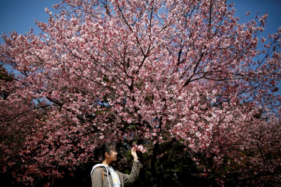 A visitor looks at early flowering Kanzakura cherry blossoms in full bloom at the Shinjuku Gyoen National Garden in Tokyo, Japan March 14, 2018. Colorful spring,Spring in blossom,Spring blossom,Spring blossom pics,Spring blossom around world,springtime